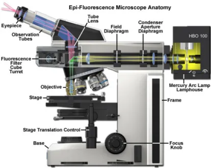 Figure 2.12: Schematic rapresentation of Epi-Fluorescence Microscope 
