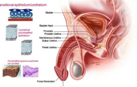 Figure 4.1: Urethra male structure. Scheme summarizing the different types of epithelium.