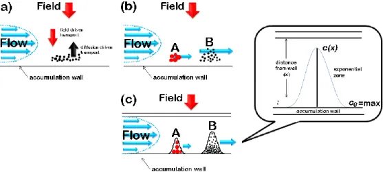 Figure 2 – Normal operative mode: (a) balance between (Brownian) diffusive and field forces; (b)  separation of analytes A and B (c) equilibrium distribution analytes A and B in normal mode, 