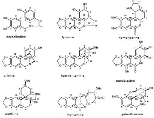 Fig. 1.1 Amaryllidaceae Alkaloid types 