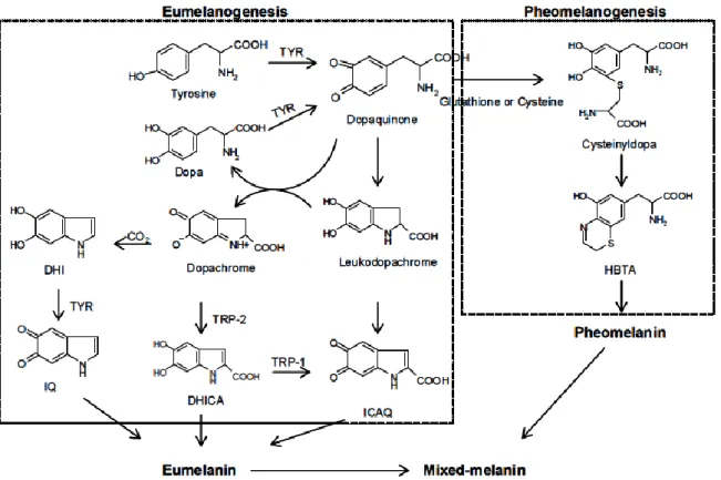 Fig. 5.1 Biosynthetic pathway of melanin .  TYR, tyrosinase; TRP; tyrosinase related 