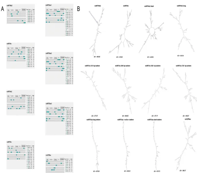 Figure 4. Coding potential and secondary structure bioinformatics analysis. A) ORF prediction
