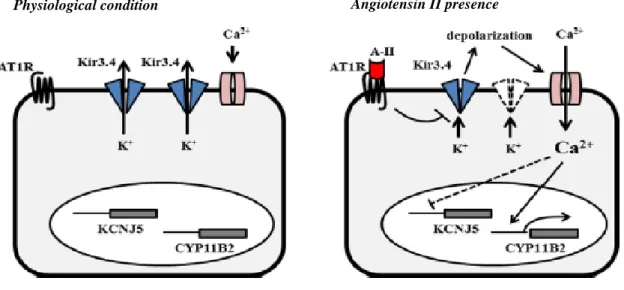 Fig. 3 Schematic representation of KCNJ5 channel activity across the membrane of H295R cells in a  resting condition (figure on the left of the panel) and in a presence of AG-II (figure on the right of the  panel)