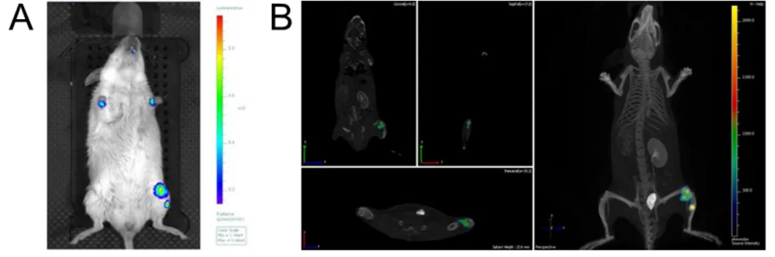 Figure 6.Staphylococcus aureus was localized both in knee joints and  bones. A) 2D bioluminescent acquisition of a CD1 mouse i.v