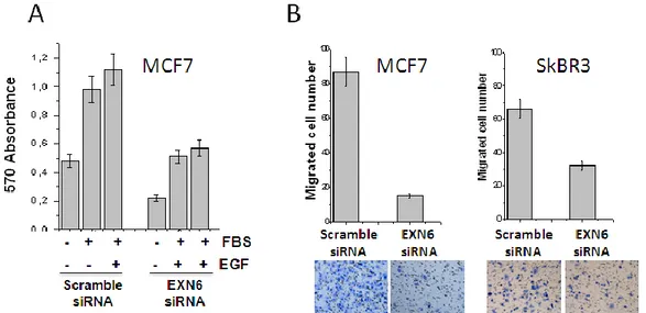Figure  8–  EXN6  is involved  in  cell  proliferation  and  invasiveness.  MCF7  and/or  SK-BR-3  cells  were  transfected  with  EXN6-specific  or  scrambled  siRNA