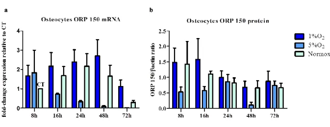Figure 11. Effect of oxygen deprivation on ORP 150 expression in osteocytes. 