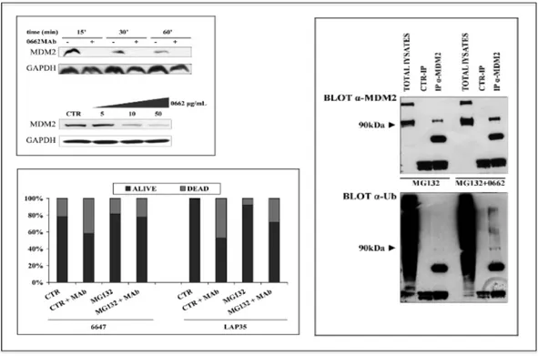 Figure 12. MDM2 expression in ES cell lines. Upper-left panel: whole cell lysates from untreated  (-) or MAb treated (+) LAP35 cells and whole cell lysates from 6647 cells, untreated or treated with  increasing  concentration  of  0662  MAb;  right  panel: