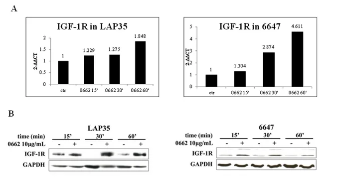 Figure  14.  IGF-1R  induction  following  CD99  engagement  by  0662  mAb  in  6647  and  LAP-35