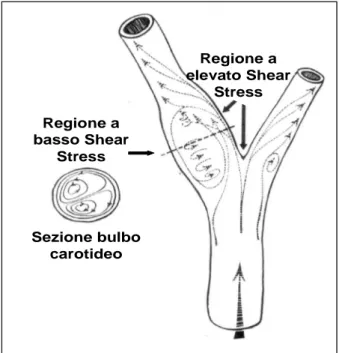 Figura  4:  rappresentazione  del  flusso  ematico  al  passaggio  a  livello  della  biforcazione  carotidea