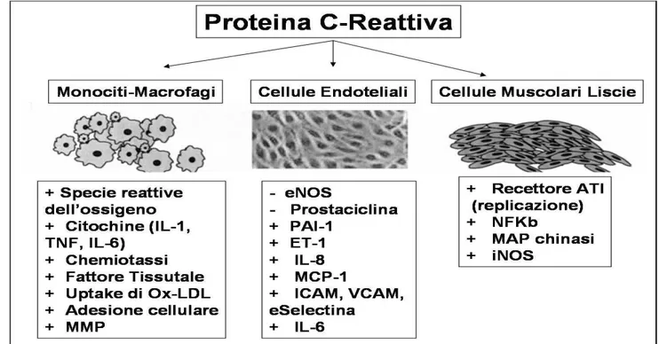 Figura 10: schematizzazione del ruolo della Proteina C-Reattiva su Monociti-Macrofagi, Cellule Endoteliali e  Cellule Muscolari Liscie