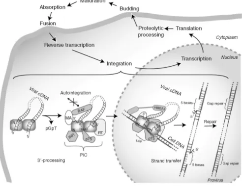 Figura VII: Rappresentazione schematica del processo di integrazione nel ciclo vitale di HIV