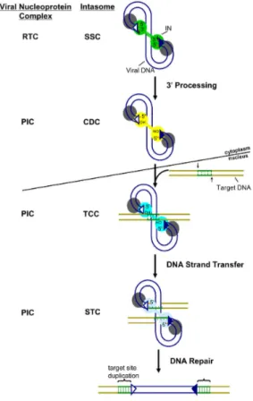 Figura X: Processo di integrazione. Complessi  nucleoproteici retrovirali e reazione di taglio e  fusione  del  DNA  mediato  da  integrasi