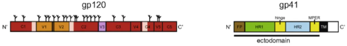 Figura XI: Rappresentazione schematica delle proteine dell’envelope Gp120 e Gp41. Gp120 contiene  cinque domini conservati (C1-C5) e cinque domini variabili (V1-V5)
