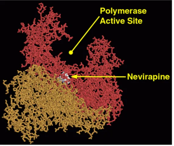 Figura XIV: Sito di binding dei farmaci della classe  NNRTI  (PDB  1JLB).  La  nevirapina  (in  bianco)  si  colloca nella tasca idrofobica nei pressi del sito  at-tivo della dominio polimerasico della subunità p66  (in rosso) (Goodsell, 2002)