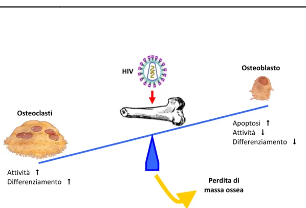 Figura XV: Rappresentazione schematica dell’alterazione dell’equilibrio omeostatico osseo nel corso di  infezione da HIV-1
