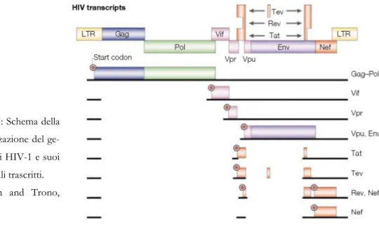 Figura I: Schema della  organizzazione del  ge-noma di HIV-1 e suoi  principali trascritti