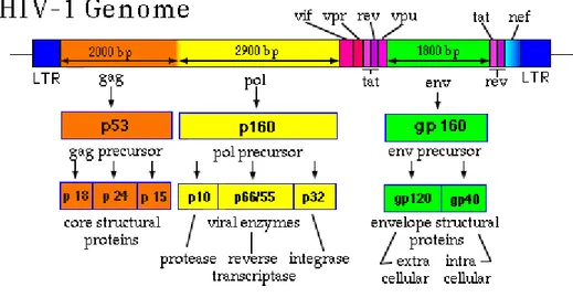 Figura 2: Rappresentazione delle diverse proteine codificate dal genoma di HIV [117]. 