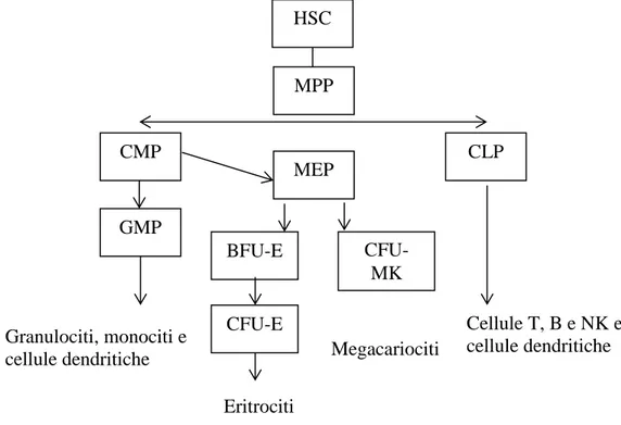 Figura  6:  Ematopoiesi  umana.  HSC:  Cellula  staminale  ematopoietica;  MPP:  progenitore  multipotente; CLP: progenitore linfoide comune; CMP: progenitore mieloide comune