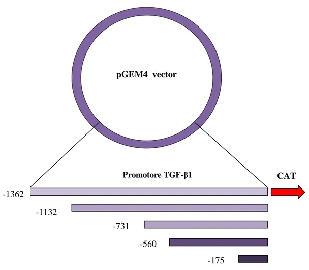 Figura 8: Schema del vettore pGEM-4 contenente le diverse porzioni del promotore del TGF-β1 e  il gene reporter CAT 