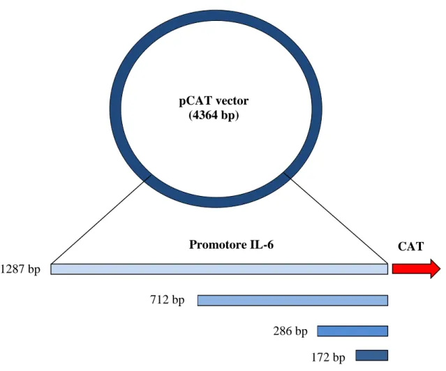 Figura  9:  Schema  del  vettore  pCAT-basic  contenente  le  diverse  porzioni  del  promotore dell’IL-6