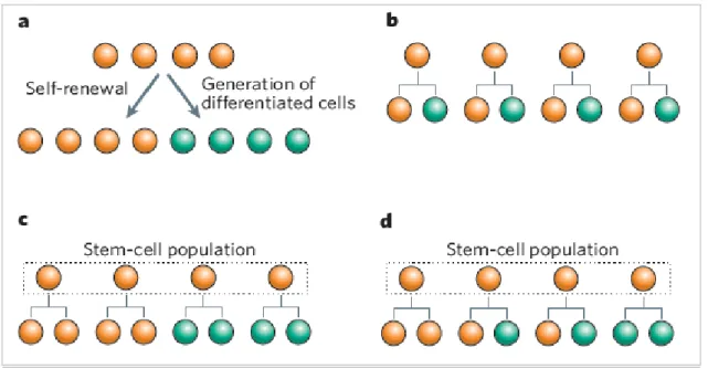 Figure 2: Stem cells (orange) must accomplish the dual task of self-renewal  and generation of differentiated  cells  (green);  b–d:  possible  stem-cell  strategies  that  maintain  a  balance  of  stem  cells  and  differentiated  progeny
