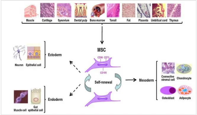 Figure  3:  Identification  and  characterization  of  mesenchymal  stem  cells.  Cells  with  MSC-like  characteristics  have  been isolated and from several adult tissues