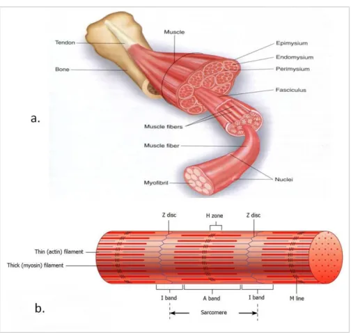 Figure 6: a. skeletal muscle structure; b. contractile unit of a myofibril. 