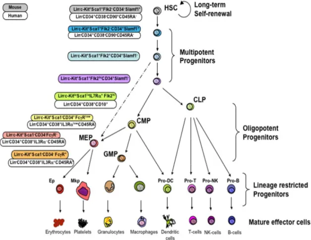 Figura 1. Albero differenziativo delle cellule emopoietiche 