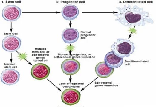 Figura  2.  Origine  della  cellula  staminale  leucemica.  Goldthwaite  CA. 