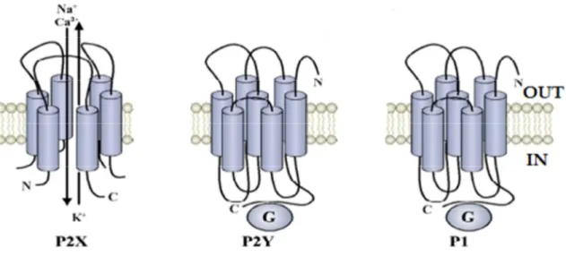 Figura 3. I recettori purinergici