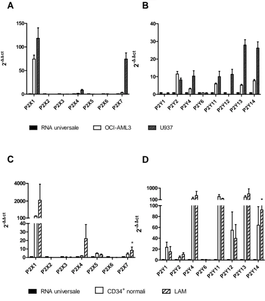 Figura 1 Le cellule di LAM esprimono i recettori P2. Espressione del mRNA dei vari sottotipi  recettoriali  P2X  e  P2Y  nelle  linee  cellulari  U937  e  OCI-AML3  (A-B)  e  nelle  cellule  primarie  di  leucemia  acuta  mieloide  (C-D)