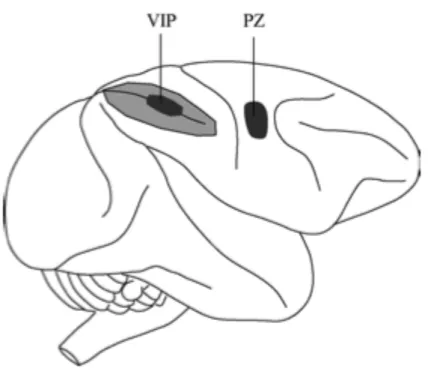 Figure 1.4 Schematic side view of macaque monkey brain showing approximate location of the ventral  intraparietal area (VIP) and the polysensory zone (PZ)