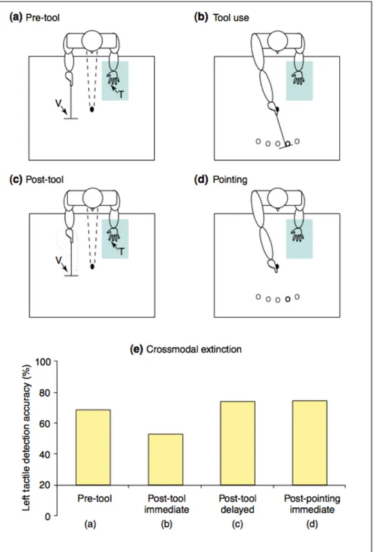 Figure 2.1 Schematic drawings of the experimental set-up in a study to assess the spatial extension of  peripersonal space