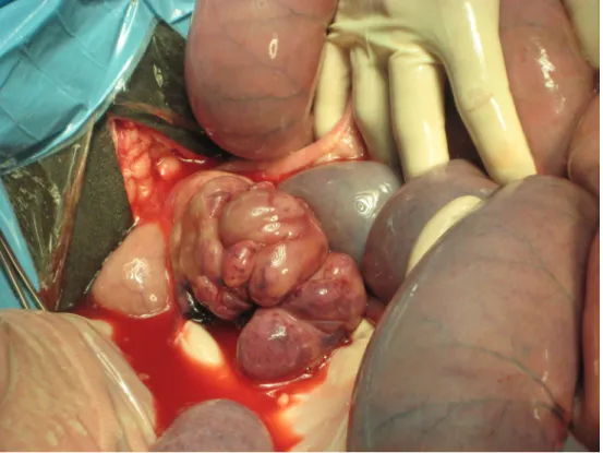 Fig. 1.4. Lipoma peduncolato avvolgente il piccolo intestino (foto DIMEVET)