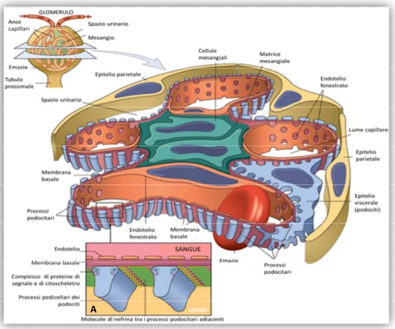 Figura 18 nell'immagine una riproduzione del glomerulo in sezione; A) a  maggior ingrandimento la  struttura dello slit diaphragm tra i podociti.