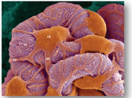 Figura  19  la  scansione  alla  microscopia  elettronica  dei  podociti  nel  glomerulo, mette in evidenza il corpo cellulare (cell body - CB), i processi  podocitari  principali  (major  process  -  MP)  e  quelli  secondari  (secondary  process - SP) e 