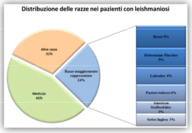 Figura 25 Distribuzione e frequenza delle razze nella popolazione di   studio (167 pazienti) in corso di leishmaniosi.