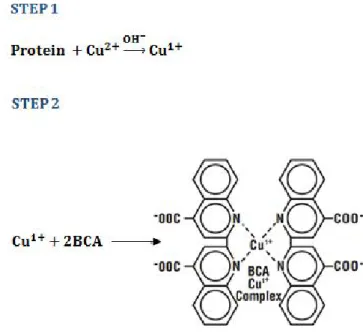 Figure 2. 12 – Reactionrepresentation of the BCA assay. In step 1 the chelation  of  copper  with  protein  is  shown  and  in  step  2  the  chelation  of  two  BCA  molecules with one cuprous ion