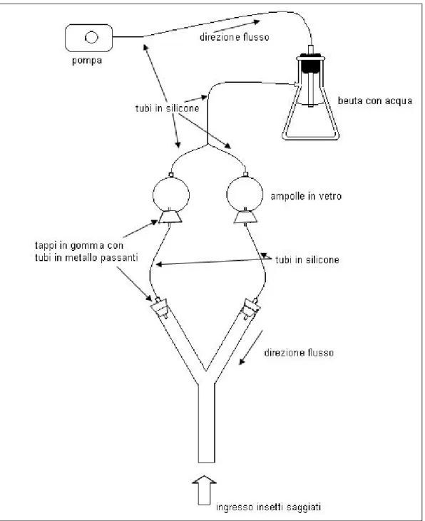 Figura 8. Schema dell’allestimento dell’olfattometro a Y.