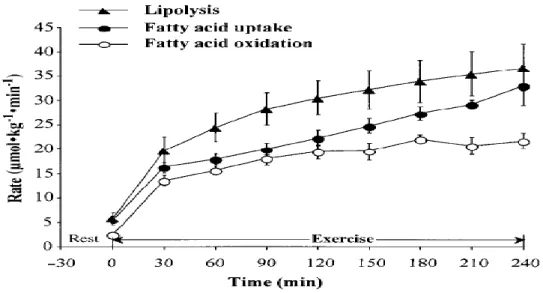 Figura 4 Preso da Horowitz 14  “Lipid metabolism during endurance exercise” pp.559S Tassi di lipolisi (3 x il tasso  di comparsa di glicerolo nel plasma), assorbimento degli acidi grassi, e ossidazione degli acidi grassi a riposo e  durante 4 ore di eserci