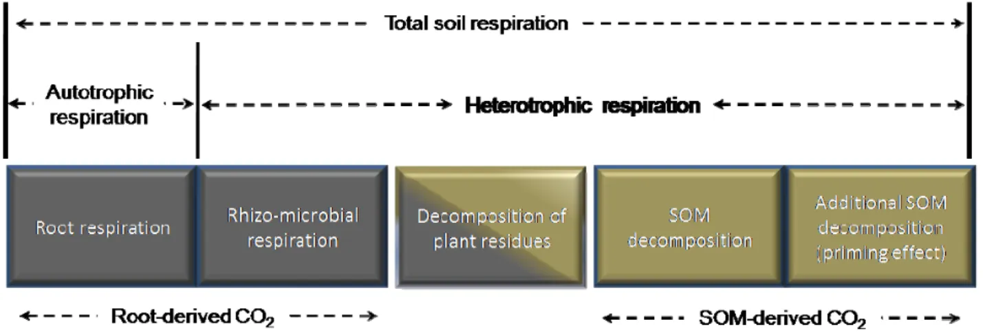 Figure 1.3. Source of CO 2  efflux from soil (adapted from Kuzyakov, 2006).   