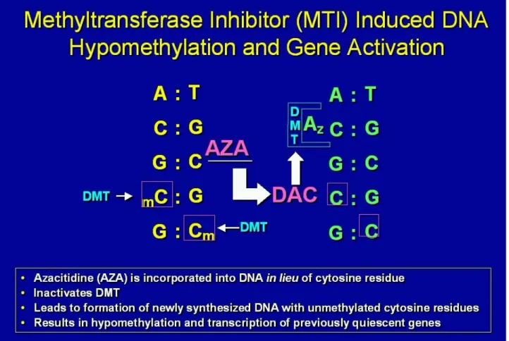 FIGURA 4: Gli inibitori delle metil-transferasi inducono ipometilazione che può ripristinare   la normale funzione di geni critici per la differenziazione e la proliferazione.