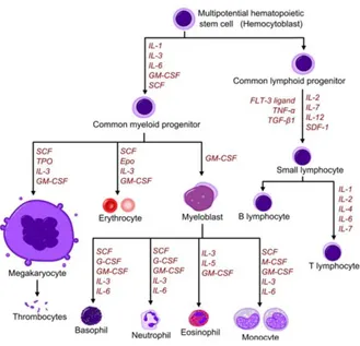 Fig. 4: Diagram showing the development of different blood cells from haematopoietic stem cell to mature cells