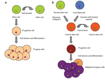 Figure 5: Asymmetric division in stem cells. (a) Asymmetric division in a normal stem cell