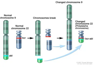 Fig. 6: Translocation leading to the Philadelphia (Ph) Chromosome and the role of BCR-ABL in the pathogenesis of CML