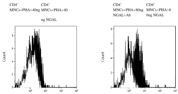 Fig.  5  HLA-G  expression  on  PHA  activated  PBMCs  after  treatment  with  NGAL  40  and  80  ng/ml  (black  histogram)  and incubation with an anti-Ngal antibody (white histogram)