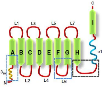 Figure 1. Schematic representation of the lipocalin fold. The characteristic feature of lipocalins is the “lipocalin fold” 
