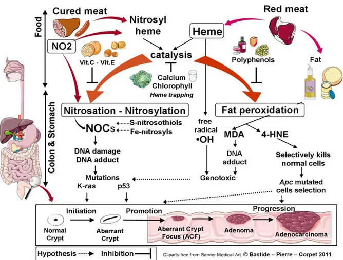 Figure  1:  Catalytic  effect  of  heme  iron  on  fat  peroxidation  and  N-nitrosation,  and  their  inhibition  by  dietary  means