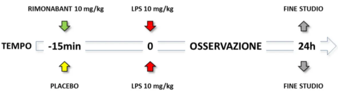 FIGURA 6. Time Line del protocollo finalizzato alla valutazione dell’impatto dall’antagonismo  farmacologico  del  recettore  cb1  sulla  sopravvivenza  in  ratti  cirrotici  trattati  con  una  dose  letale di LPS.