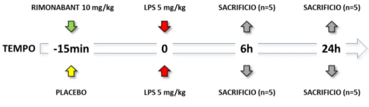 FIGURA 7. Time Line del protocollo finalizzato alla valutazione dell’impatto dall’antagonismo  farmacologico del recettore cb1 sulle alterazioni causate dalla somministrazione di una dose  sub-letale di LPS in corso di cirrosi.
